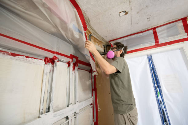 Best Basement Mold Removal  in Jacksboro, TN